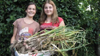 Knoblauchernte 2014