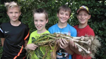 Knoblauchernte 2014