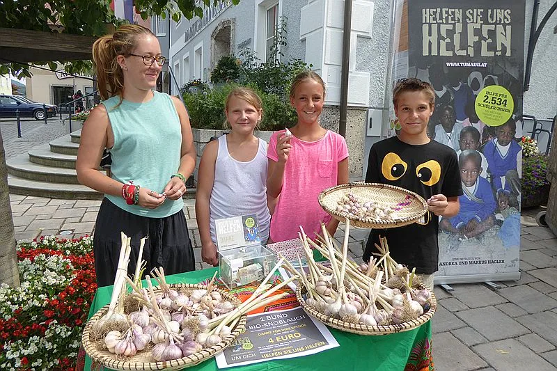 Knoblauchernte 2015