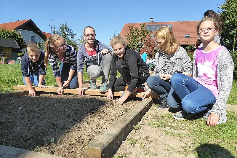Knoblauch setzen 2015