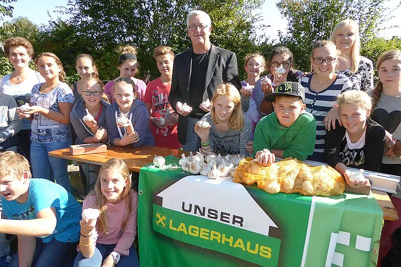 Knoblauch setzen 2015