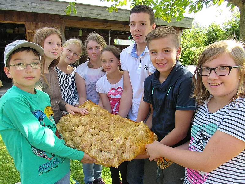 Knoblauch setzen 2016