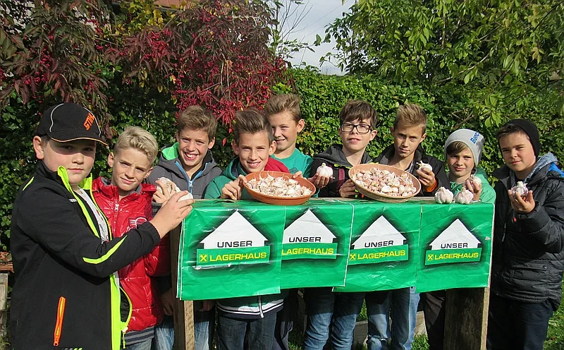 Knoblauch setzen 2016