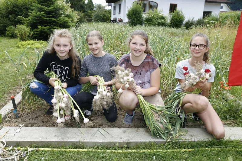 Knoblauchernte 2018