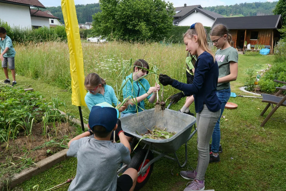 Knoblauchernte 2020 – Bild 25 von 39