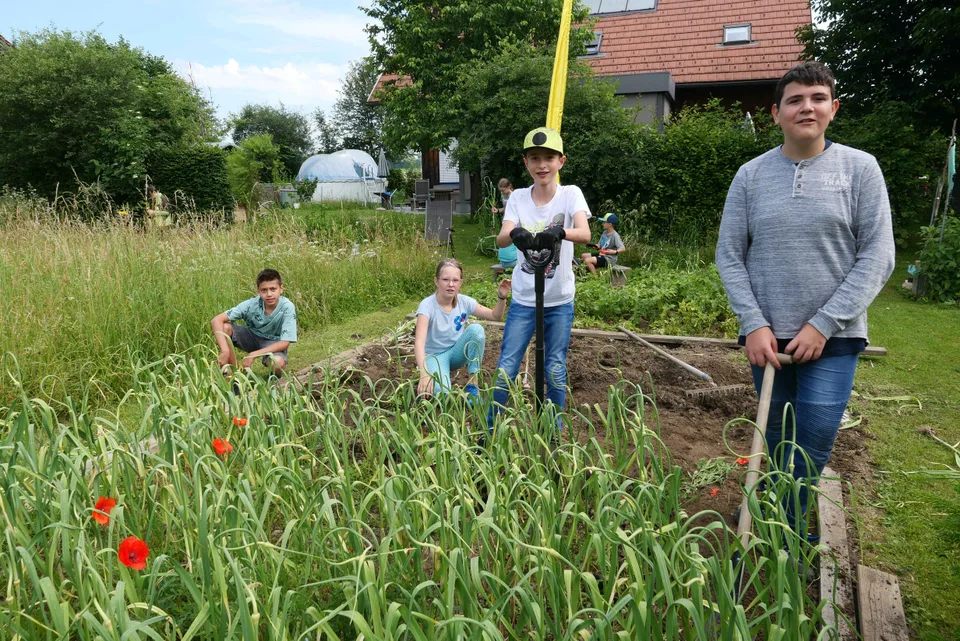 Knoblauchernte 2020 – Bild 23 von 39