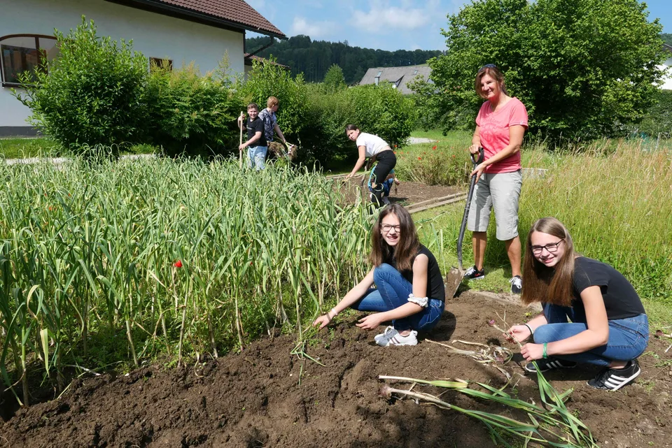 Knoblauchernte 2020 – Bild 20 von 39