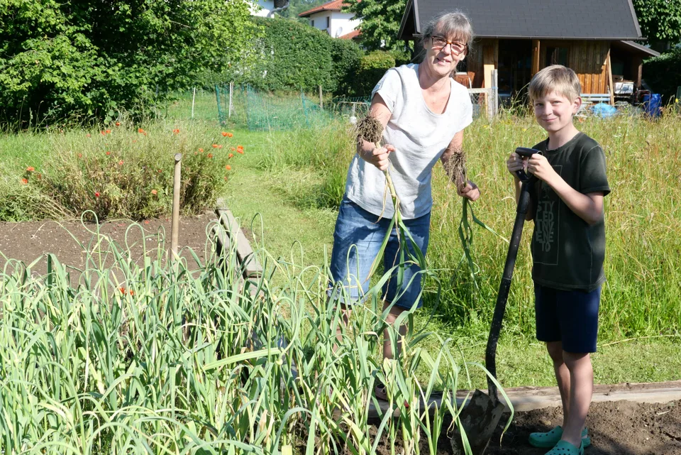 Knoblauchernte 2020 – Bild 8 von 39
