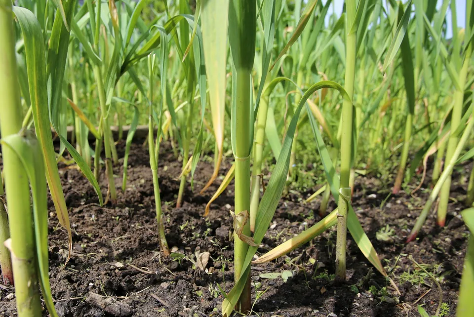 Knoblauch 2021 – Bild 3 von 11