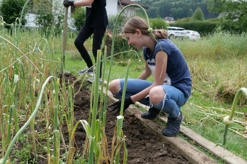 Knoblauchernte 2021 – Bild 11 von 15