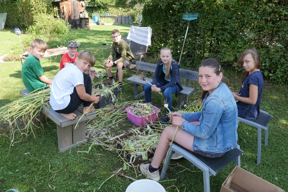 Knoblauchernte 2021 – Bild 8 von 15