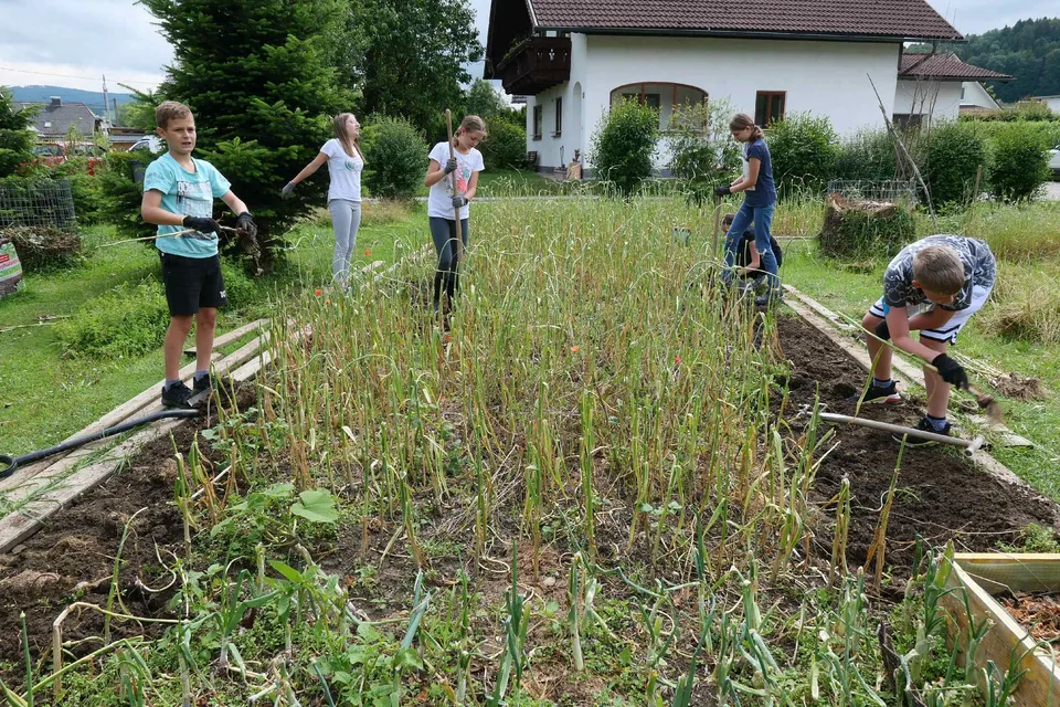 Knoblauchernte 2021 – Bild 3 von 15
