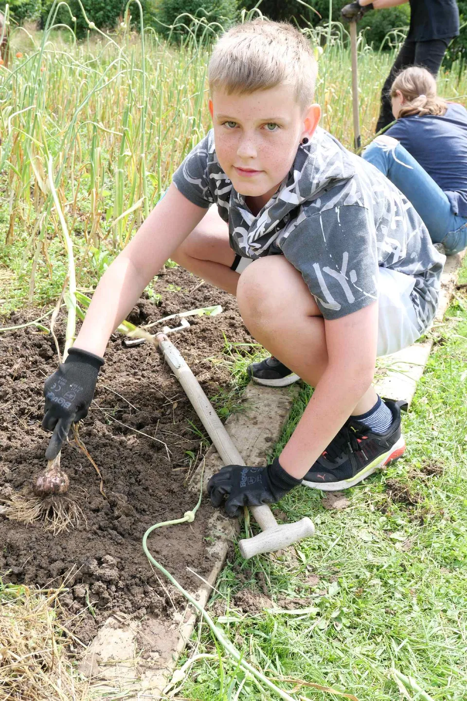 Knoblauchernte 2021 – Bild 13 von 15