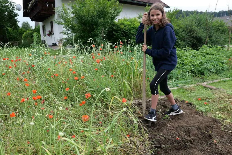 Knoblauchernte 2022 – Bild 39 von 40