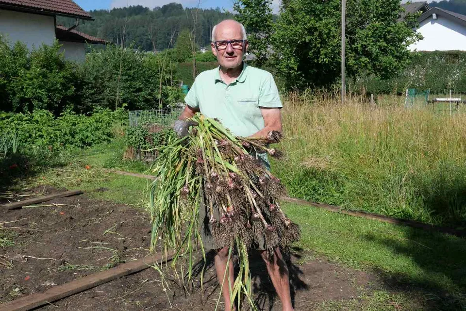 Knoblauchernte 2022 – Bild 12 von 40