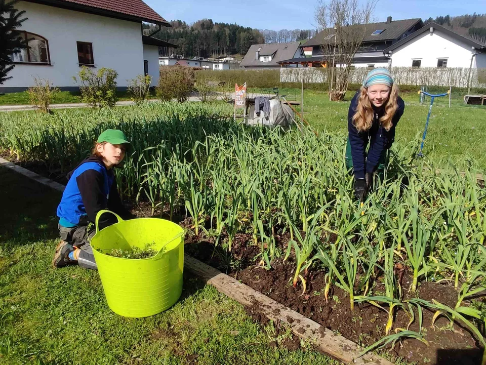 Fleißige Helfer im Knoblauchfeld – Bild 7 von 8