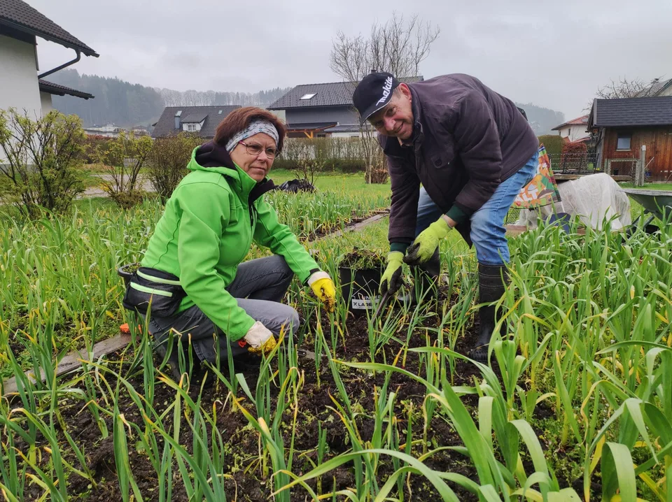 Fleißige Helfer im Knoblauchfeld – Bild 6 von 8