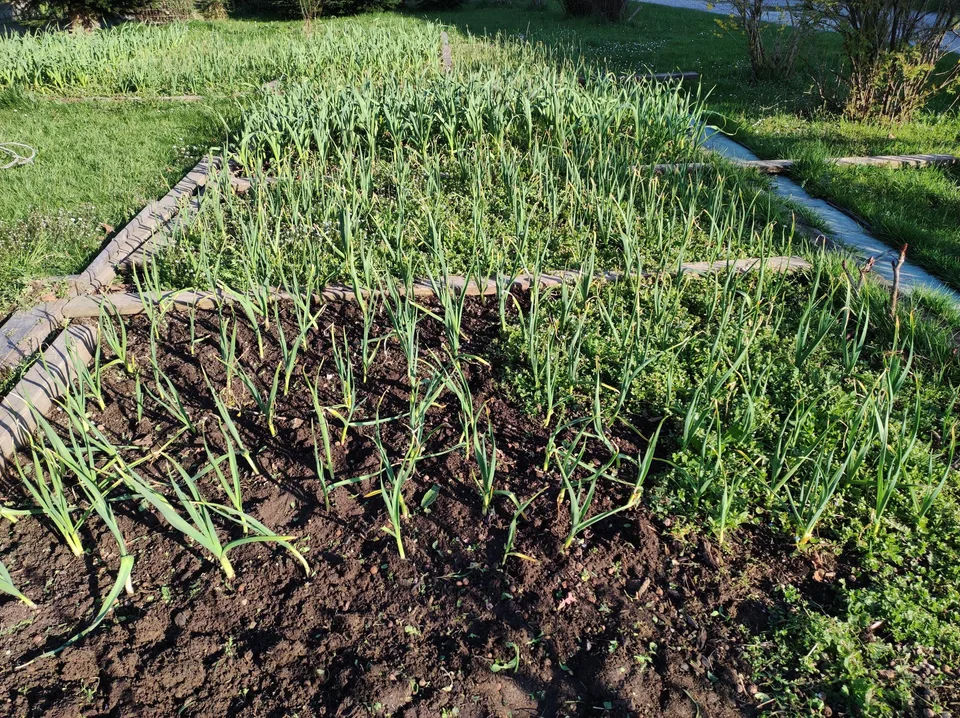 Fleißige Helfer im Knoblauchfeld – Bild 5 von 8