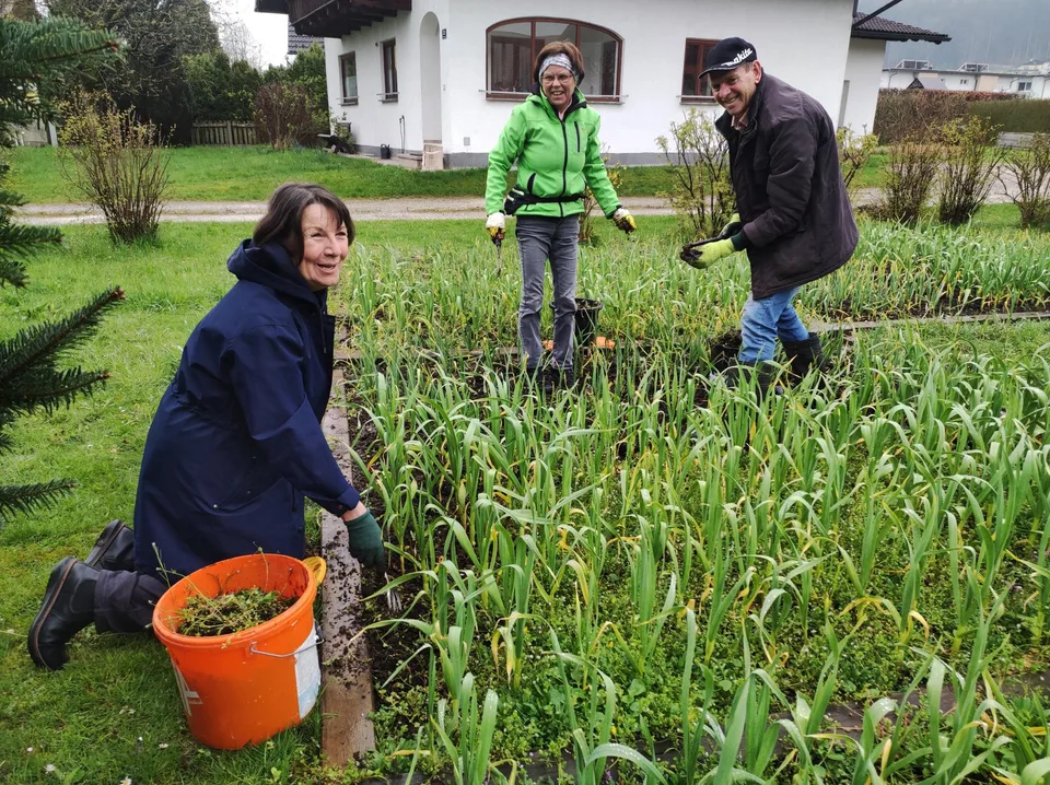 Fleißige Helfer im Knoblauchfeld – Bild 4 von 8