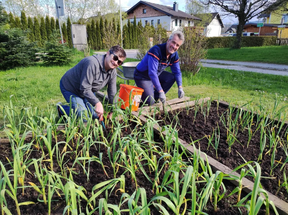 Fleißige Helfer im Knoblauchfeld – Bild 3 von 8