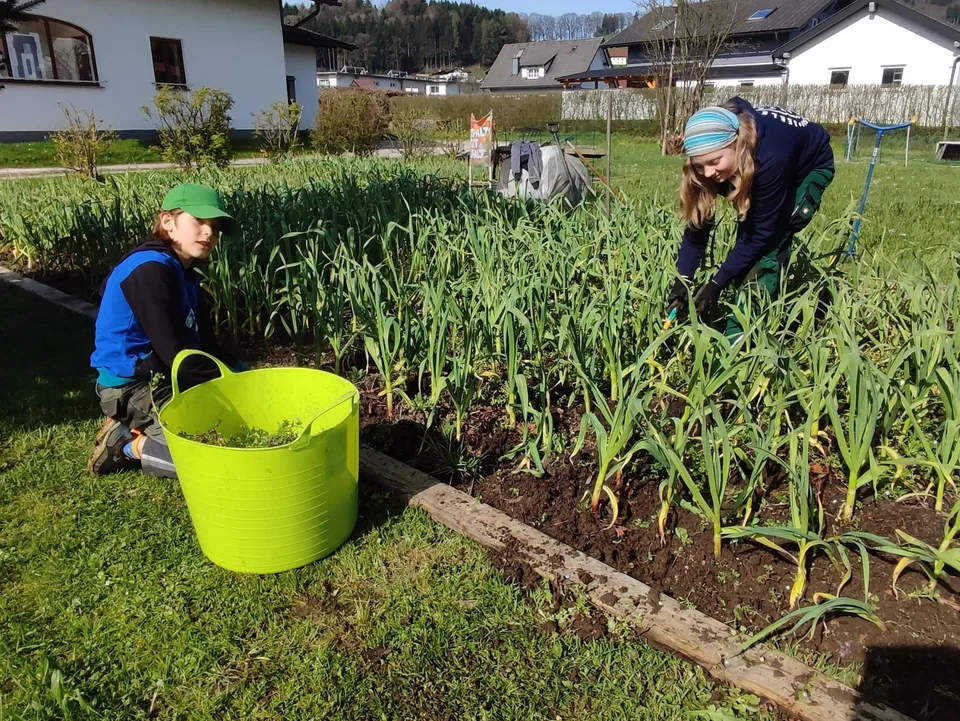 Fleißige Helfer im Knoblauchfeld – Bild 8 von 8