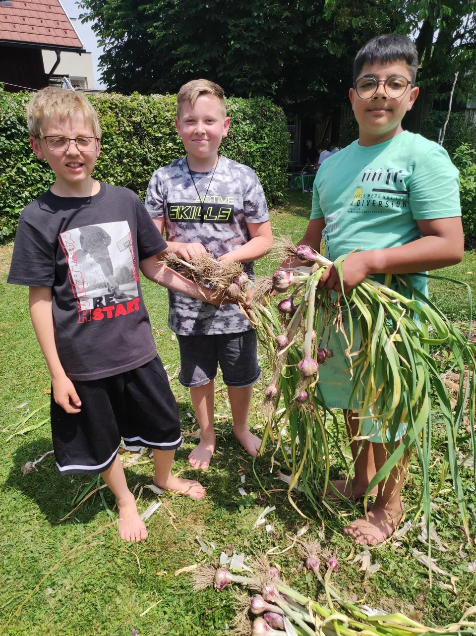 Knoblauchernte Juni 2023 – Bild 3 von 13