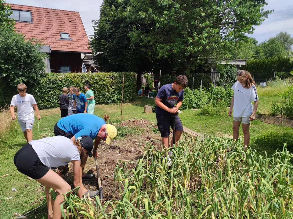 Knoblauchernte Juni 2023 – Bild 12 von 13