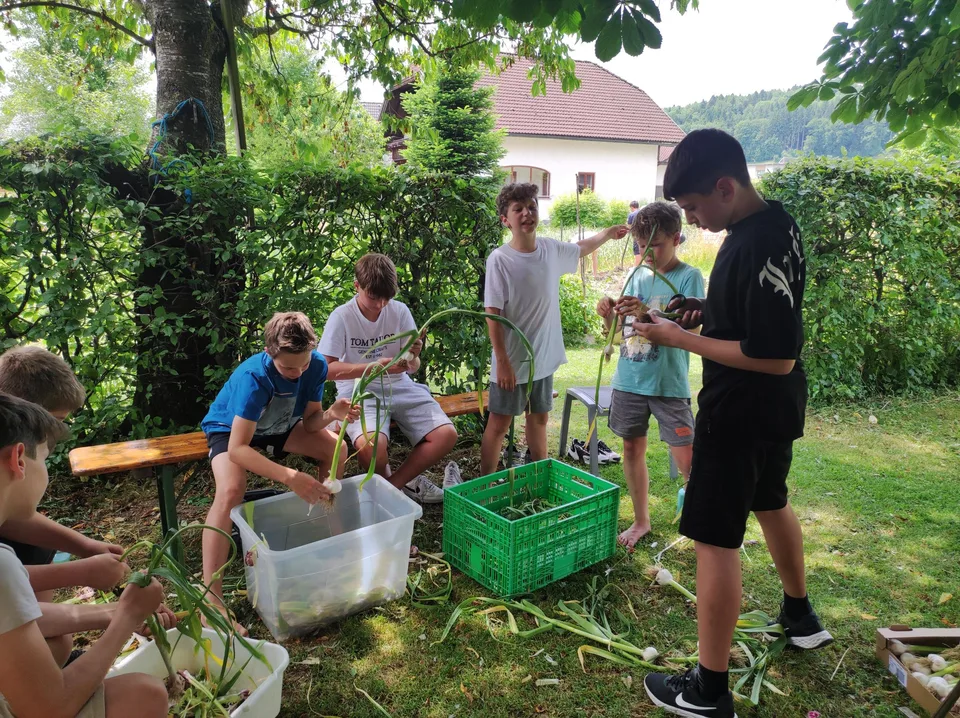 Knoblauchernte Juni 2023 – Bild 11 von 13