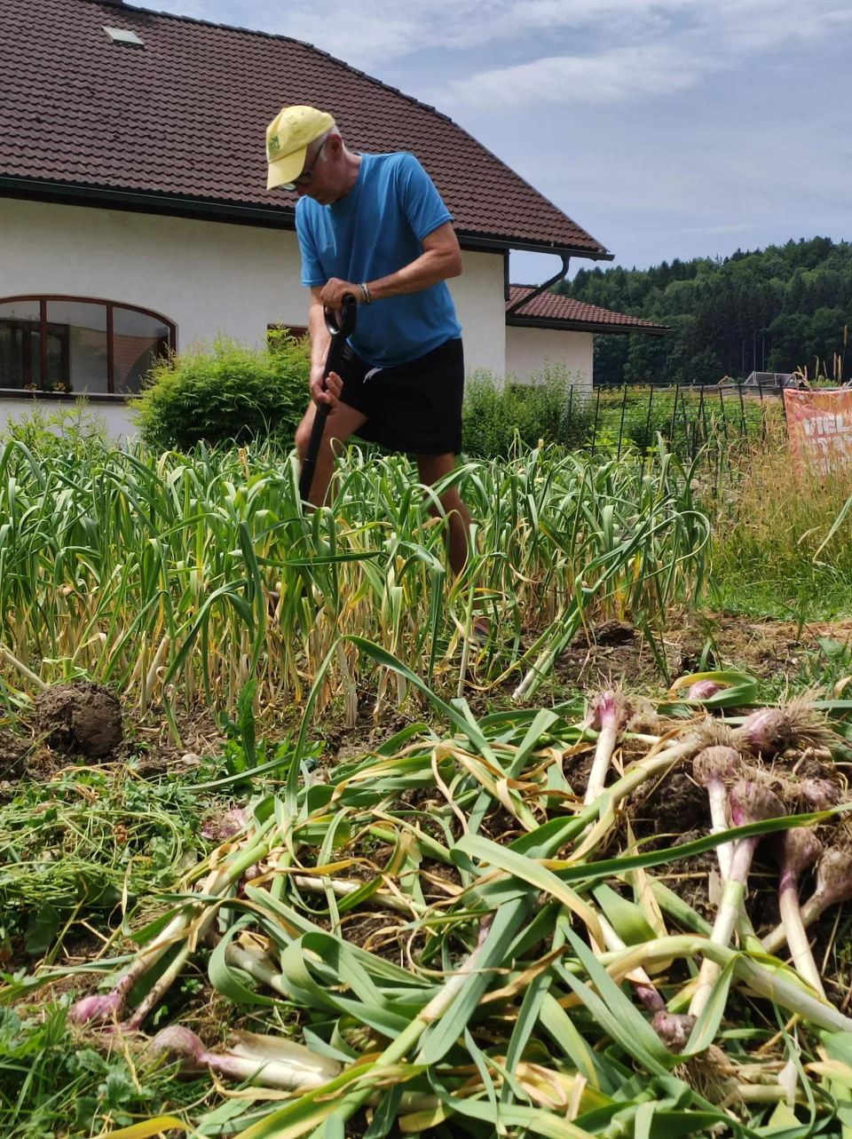 Knoblauchernte Juni 2023 – Bild 8 von 13