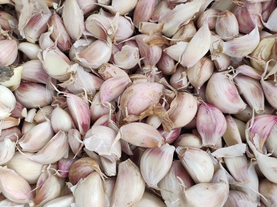 Knoblauch 2024 – Bild 12 von 15
