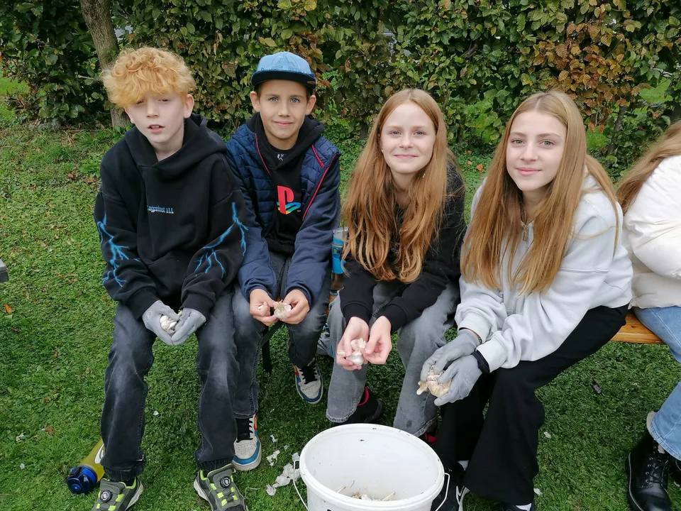 Knoblauch 2024 – Bild 2 von 15
