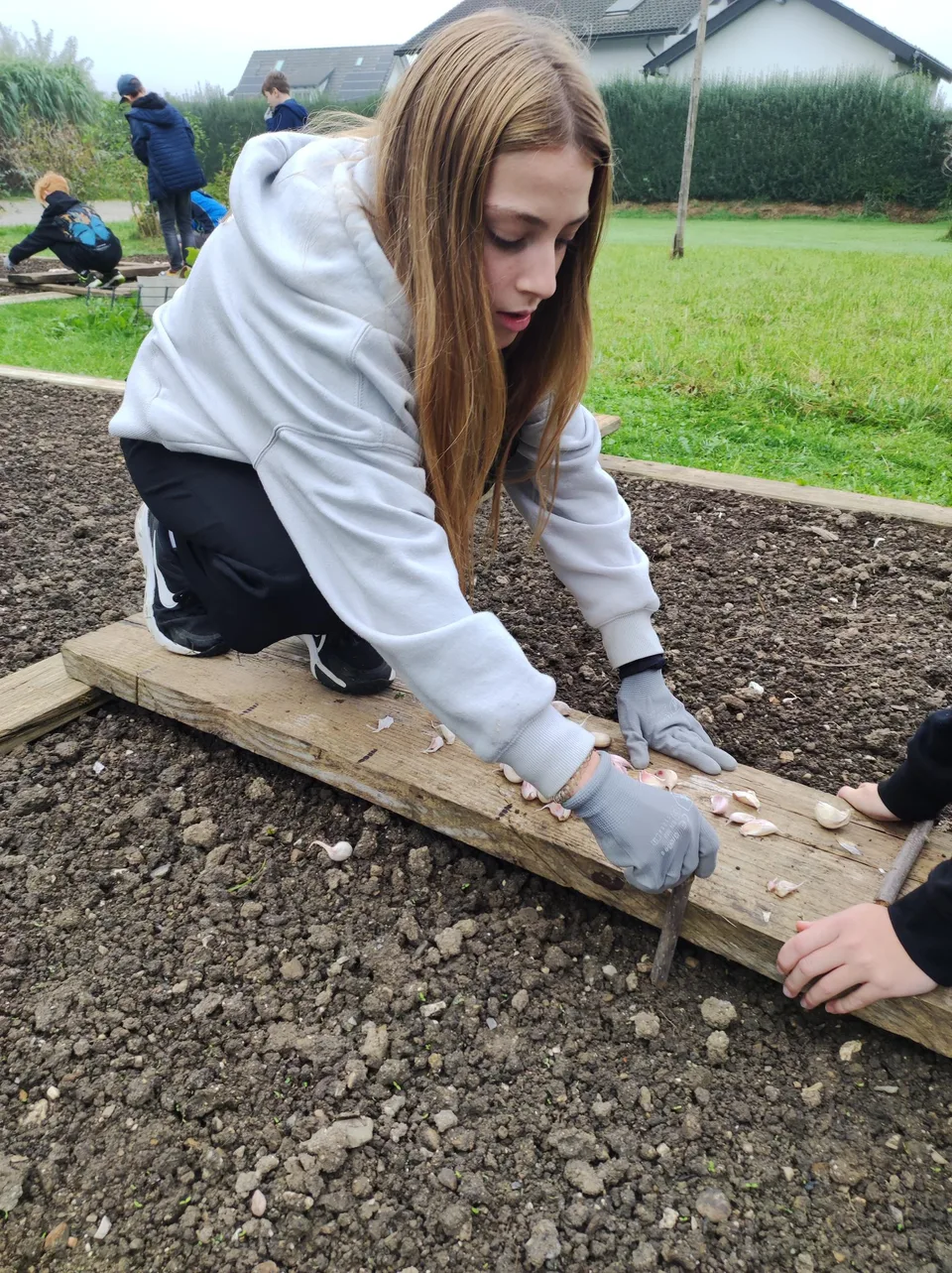 Knoblauch 2024 – Bild 10 von 15