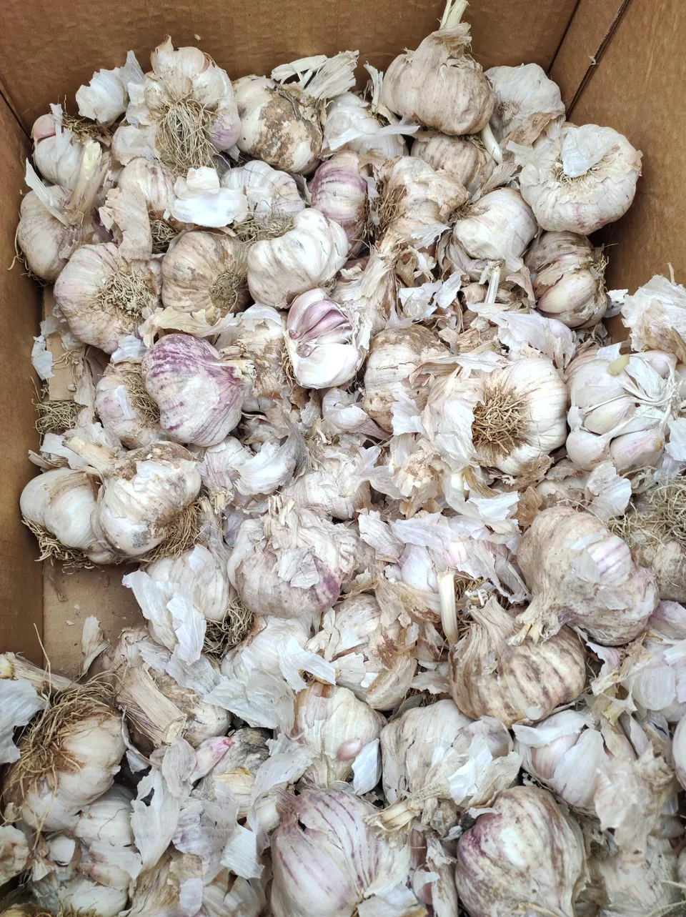 Knoblauch 2024 – Bild 13 von 15