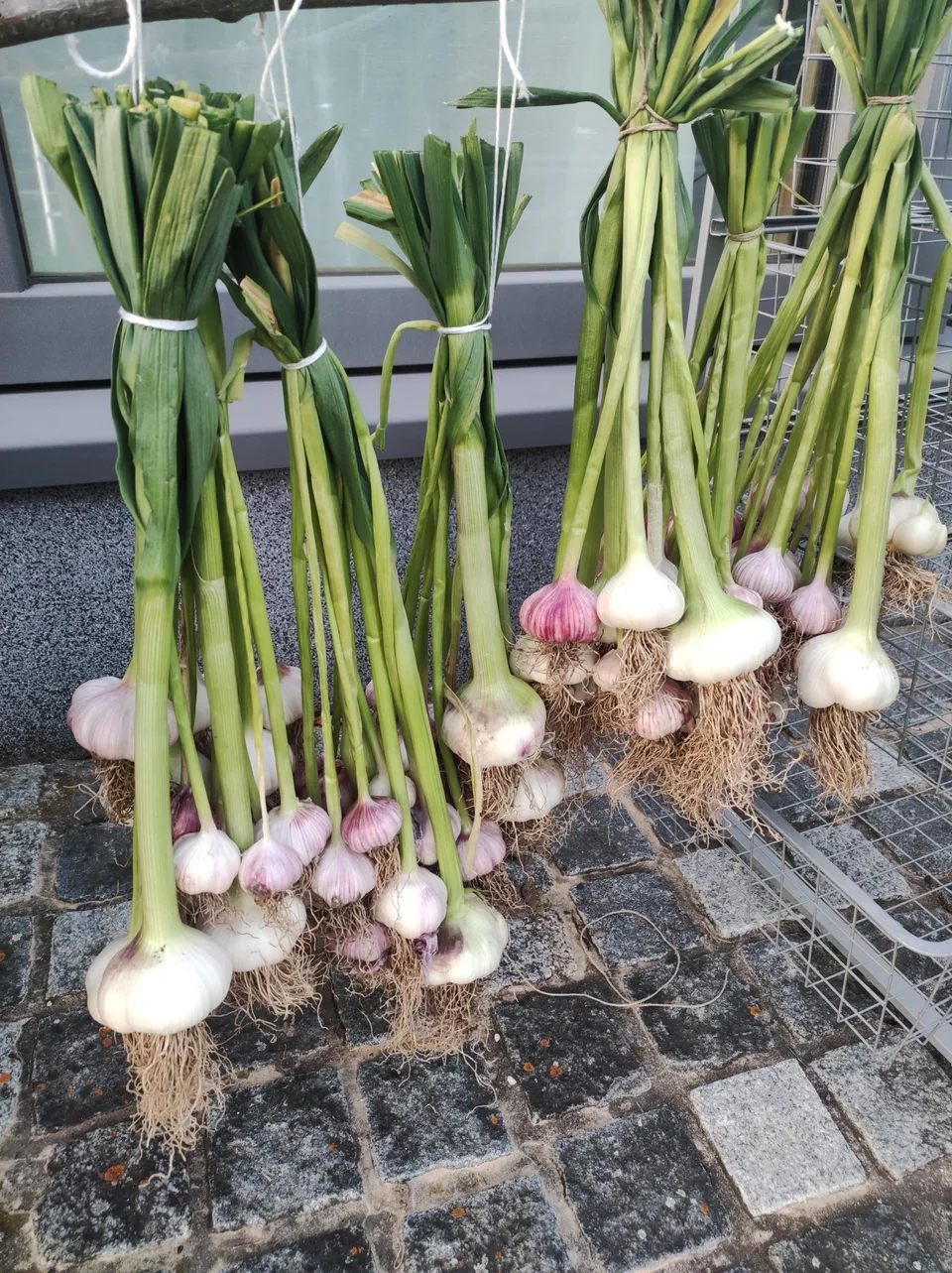 Knoblauchernte mit Herz