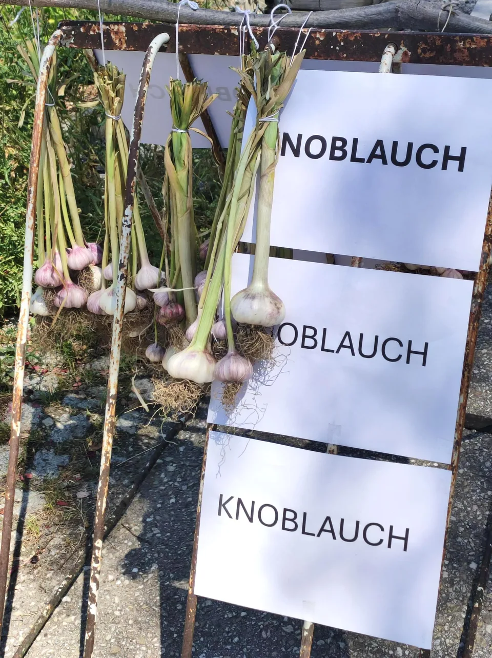 Knoblauchernte mit Herz