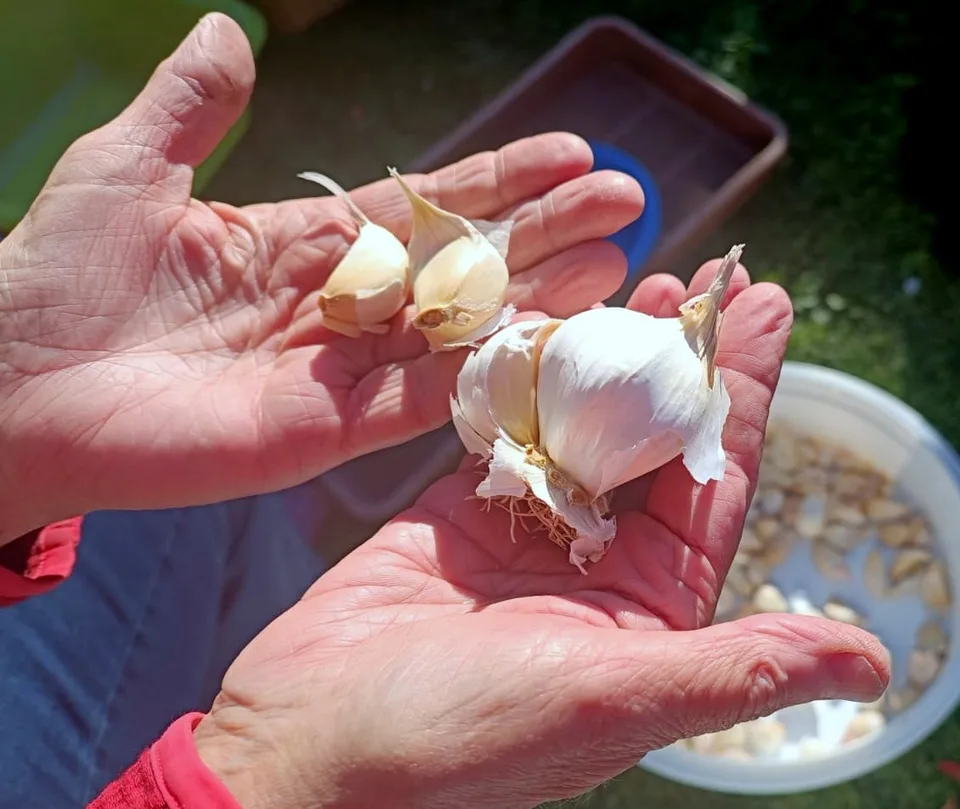 Zwei Hände halten eine Knoblauchknolle und einzelne Zehen