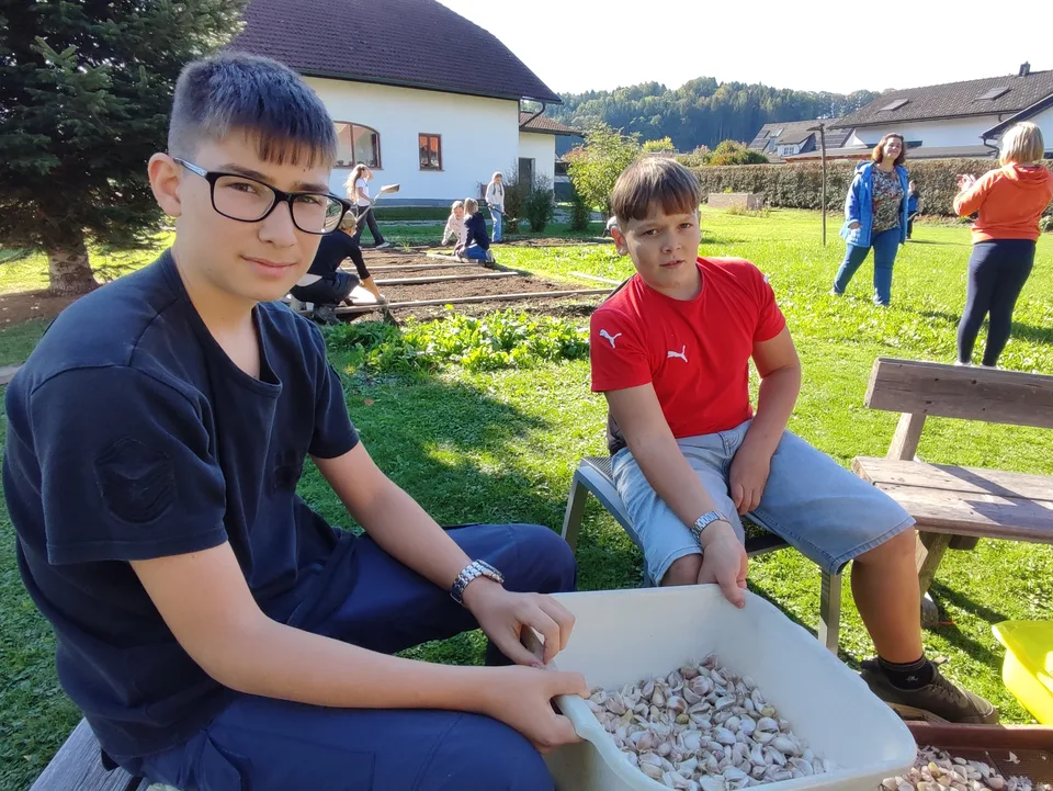 Zwei Buben mit einer Wanne voller Knoblauchzehen, dahinter wird gesetzt
