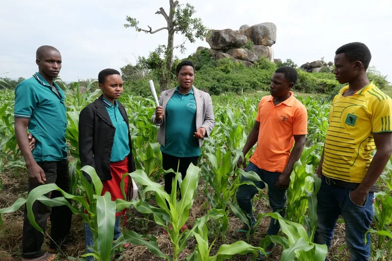 Ackerbau in Ngeleka Fortsetzung