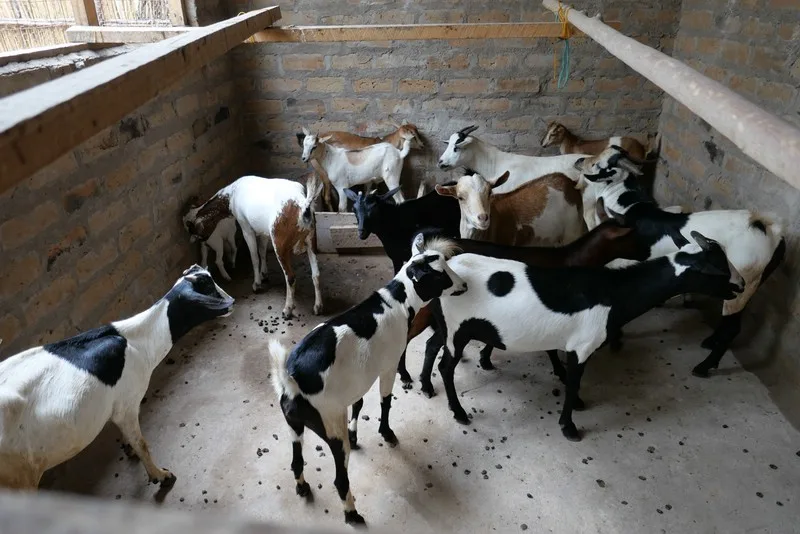 Ackerbau in Ngeleka Fortsetzung