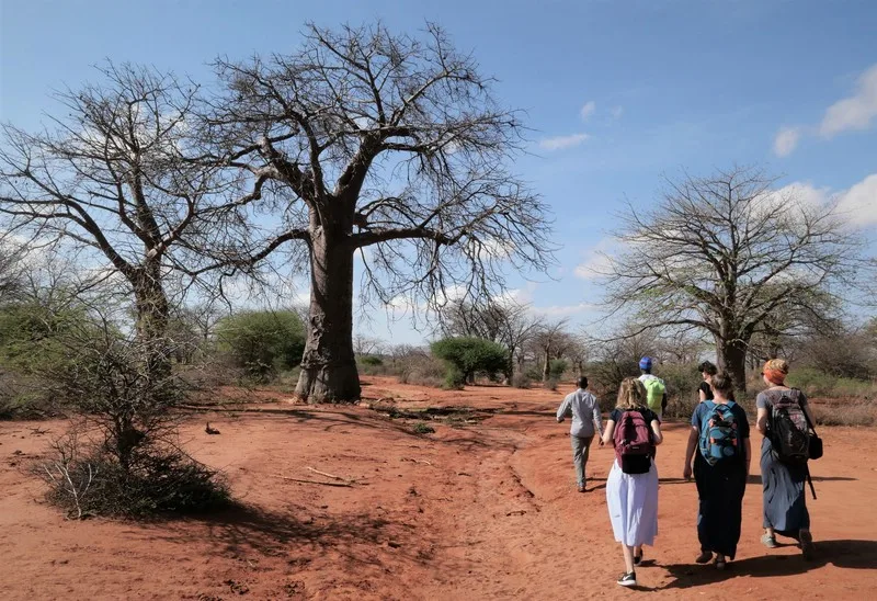 Baobab Wälder