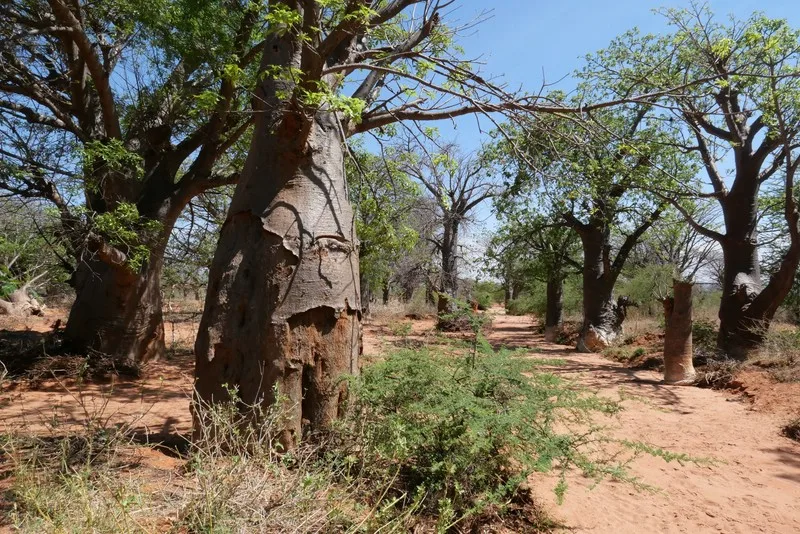Baobab Wälder
