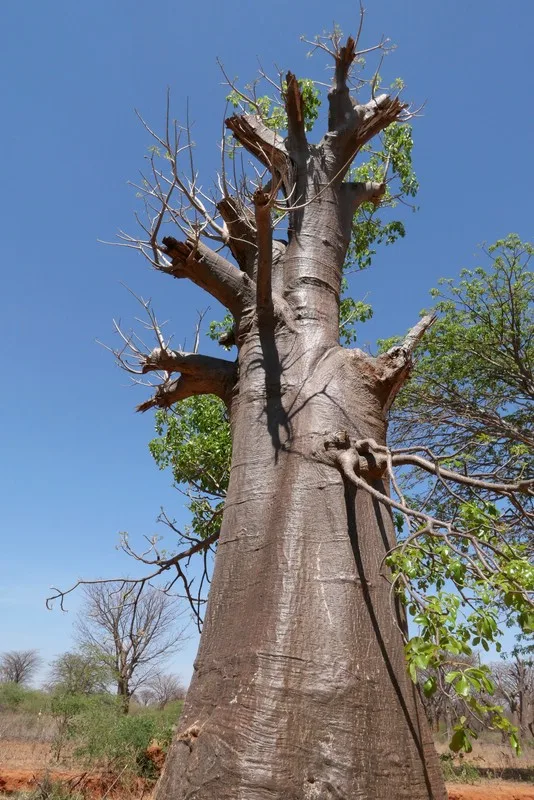 Baobab Wälder