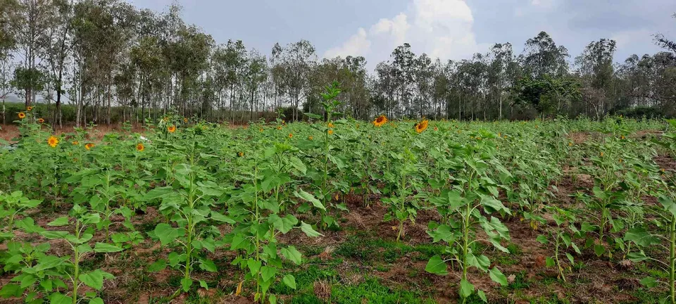 50.000 m² Sonnenblumen