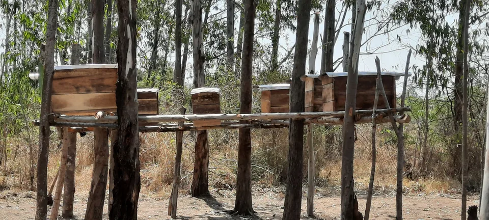 20 Bienenkästen – Bild 8 von 8
