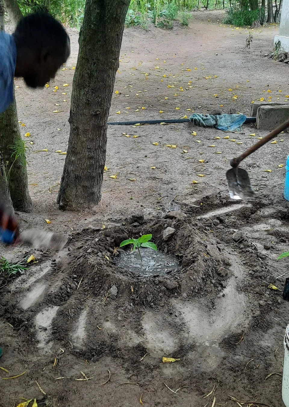 100 Fruchtbäume gepflanzt – Bild 15 von 16