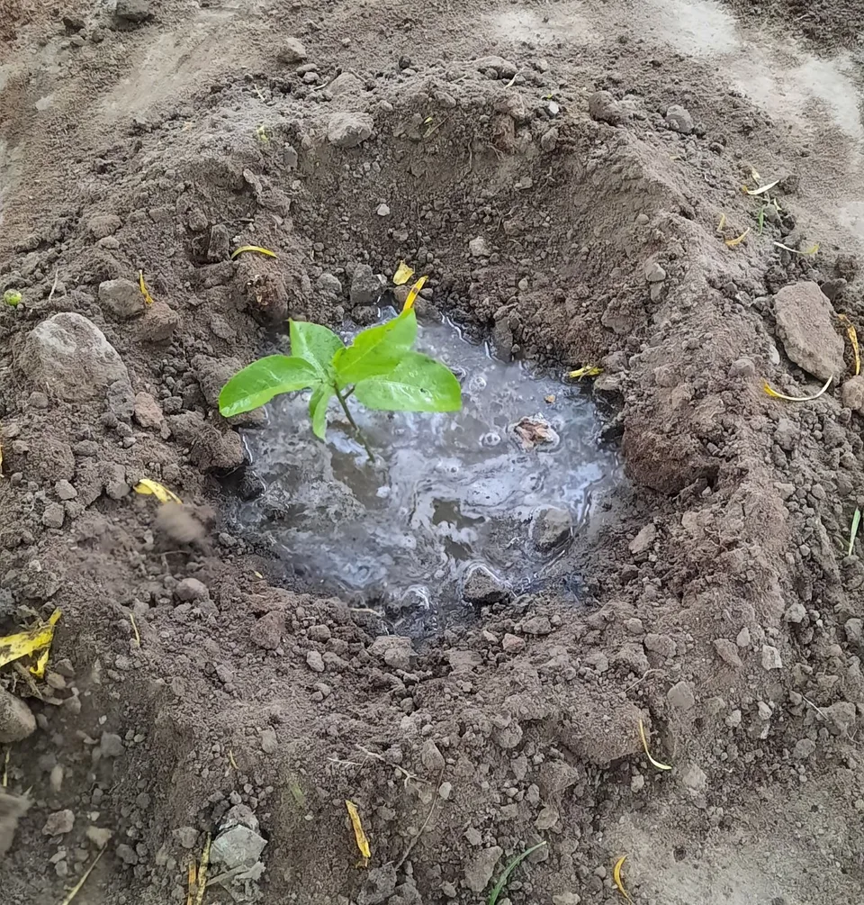 100 Fruchtbäume gepflanzt