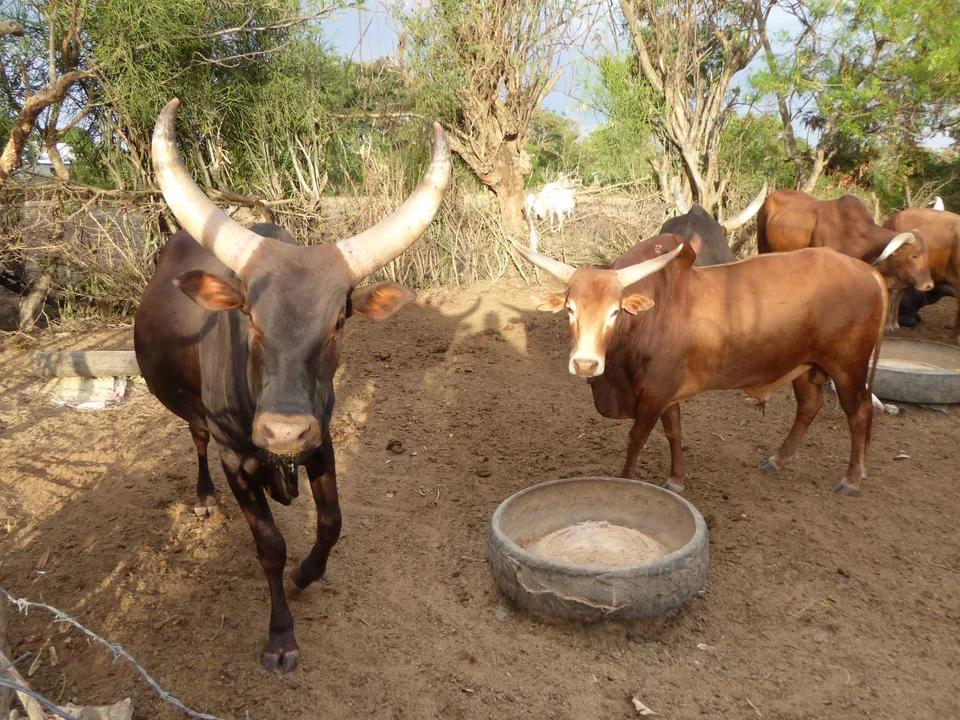 Organic Farming 1