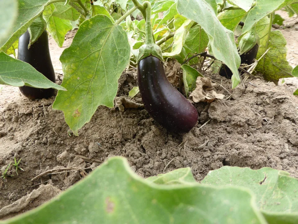 Organic Farming 1 – Bild 9 von 11