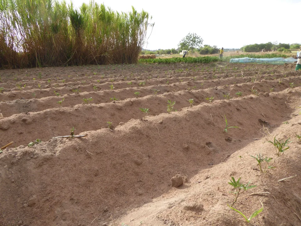 Organic Farming 1 – Bild 8 von 11