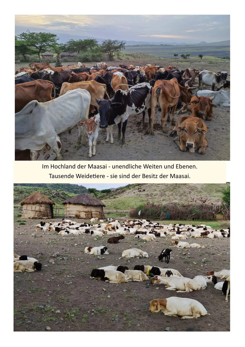 Leben mit den Maasai in Loliondo